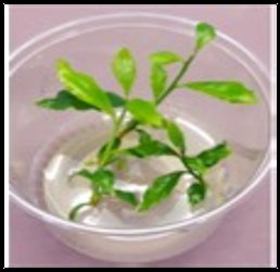 Tea shoot culture growing in a dish of liquid media