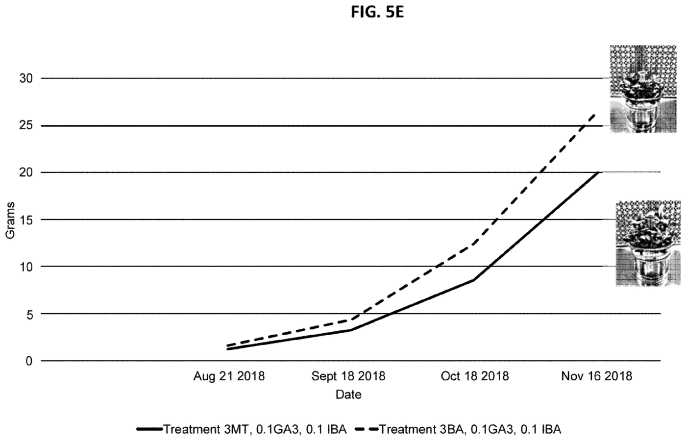Figure 5E: line chart of biomass weight increase over 12 weeks under two bioreactor treatments