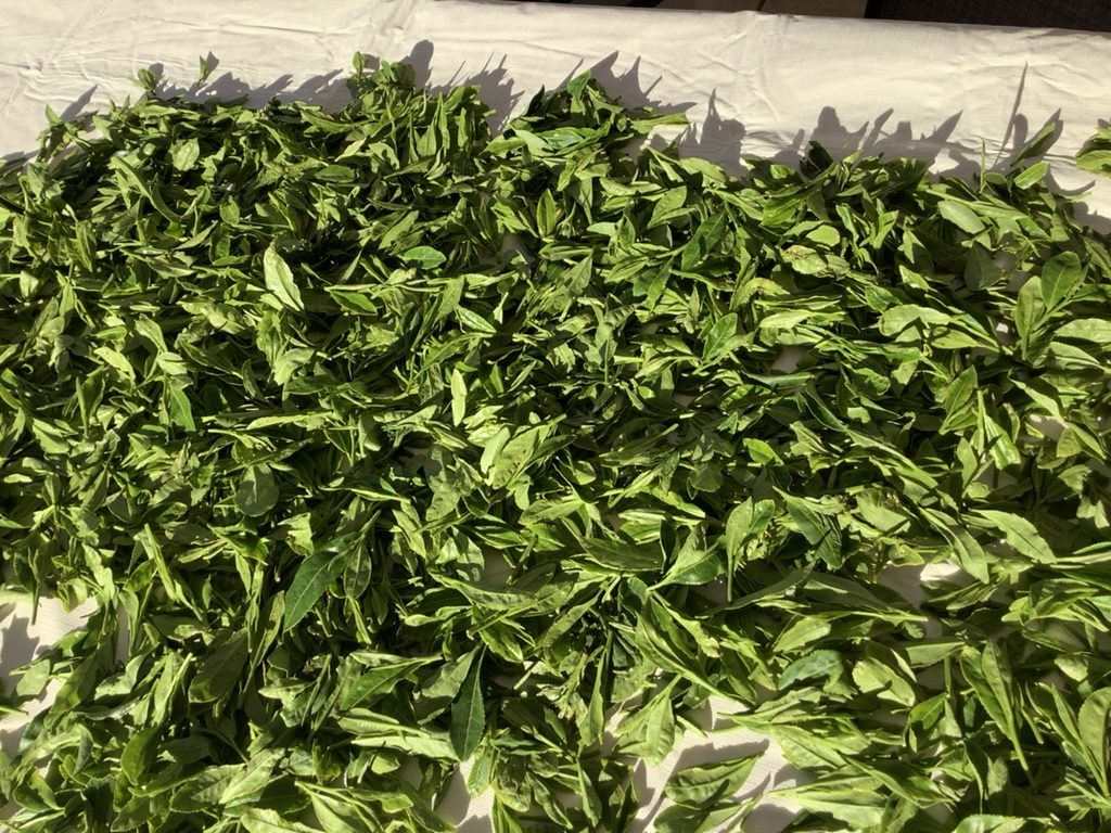 Freshly harvested tea leaf spread out to be sorted